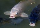 carpe koi (15)